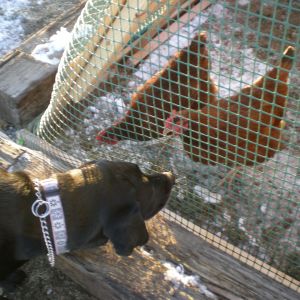 Meeting our dog Ebby