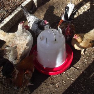 Put out a clean waterer and they will all come get a drink.