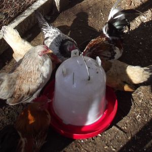 Why must they act like they've never had water before?
