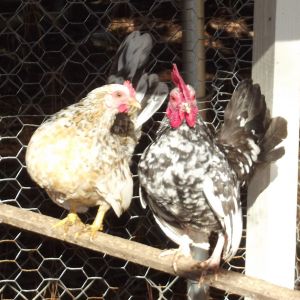 This little serama hen is such a flirt.