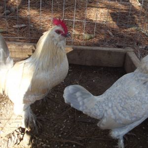 Porcelain Duccles. Pictured hen took 1st place & best in variety at a local poultry show Dec. 2012.
