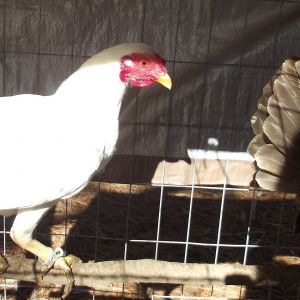 White Bantam Malay & Blue OEGB.