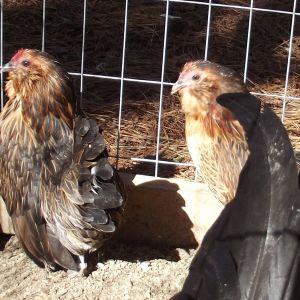 Belgian Quail D'anver Hens. The hen on the left won 1st place at a local poultry show Dec. 2012.