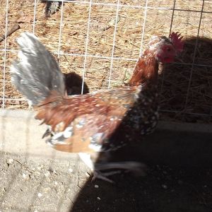 Bantam Pyncheon Roo.