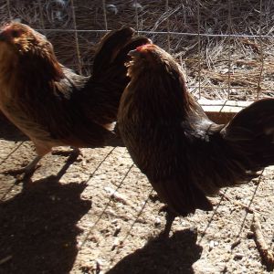 Belgian Quail D'anver Hens. The hen in the back won 1st place at a local poultry show Dec. 2012.