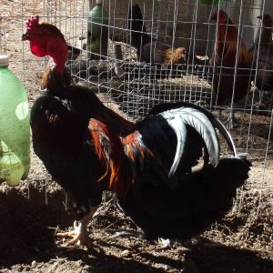 Madagascar Game. The rooster won 1st place & Best in Breed at a local poultry show Dec. 2012.