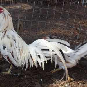 White Splash Kelso Game Pair.