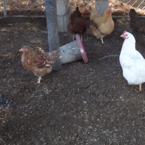 Community pen has turned to muddy mush... bleck!