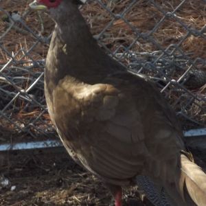 Silver Pheasant Hen.