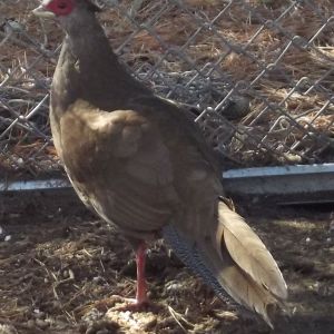 Silver Pheasant.