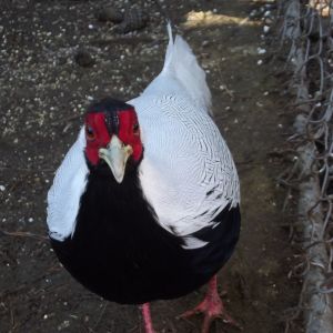 Silver Pheasant Roo.