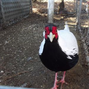 Silver Pheasant.