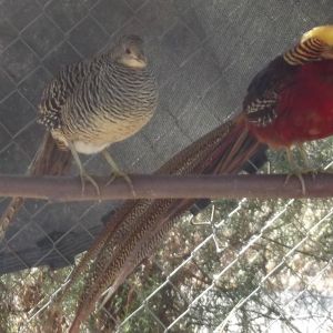 Red Gold Pheasants.