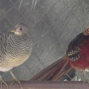 Red Gold Pheasant Pair.