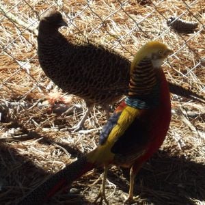 Red Gold Pheasants.