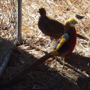 Red Gold Pheasant Pair.