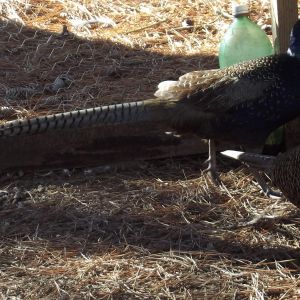 Black Melanistic Pheasants.
