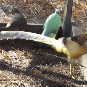 Yellow Gold Pheasants.
