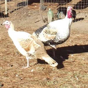 Calico Sweet-Grass Turkeys.