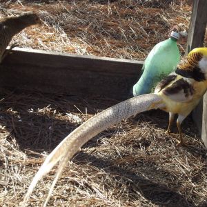 Yellow Gold Pheasants.