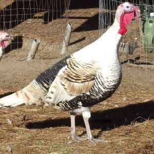 Turkeys.