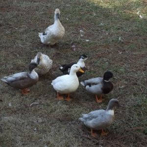 Duck Flock.