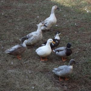 Ducks...