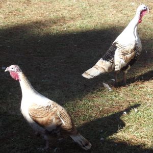 Turkeys.