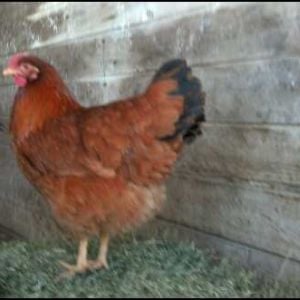 New Hamp hen