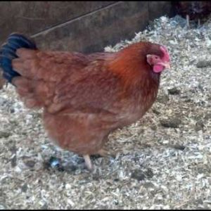 New Hamp hen