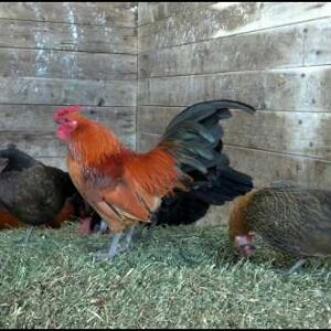 Scooter (nankin rooster)