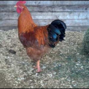 New Hamp cockerel