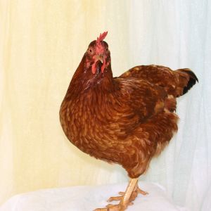 Who says chickens can't take school portraits too?