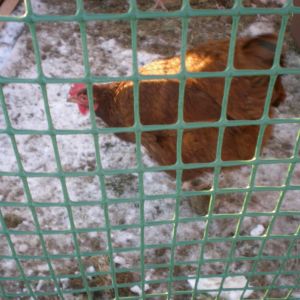 One of our Rhode Island Reds--January 2013