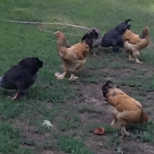 6 lil princesses