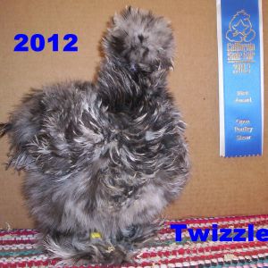 Frizzled Silkie