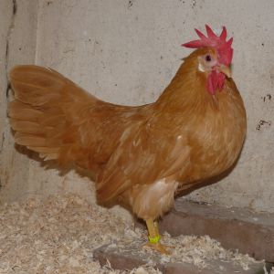 American type Buff Leghorn Bantam female from 2011.