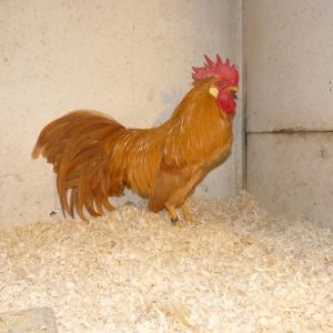 F3 male from a cross between American type Buff Leghorn Bantams and Buff Dutch Bantams. They need some work but came well for 3th generation.