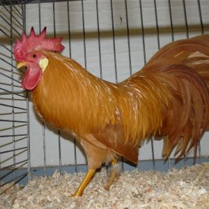 F3 male from a cross between American type Buff Leghorn Bantams and Buff Dutch Bantams. They need some work but came well for 3th generation.

This was at the Plantage Show 2012, Wouw, The Netherlands