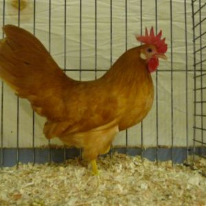 American type Buff Leghorn Bantam from 2011, here at the Plantage Show 2012, Wouw, The Netherlands.