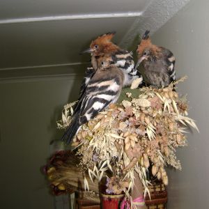 Handrearing Hoopoes.  They destroyed my kitchen