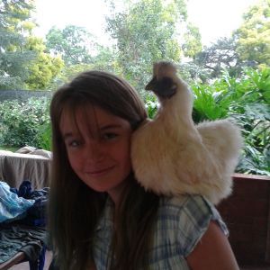 My daughter with clucky, who will sit on her shoulder happily like a parrot