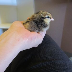 One of my youngest hens.  Less than a day old.