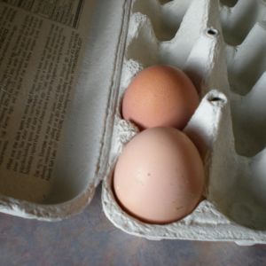 Our first 2 eggs!