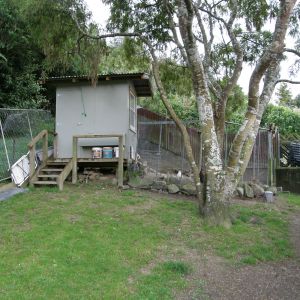 The coop at the end of our garden built mostly by Josh our young neighbor after I asked him to over see me doing it.