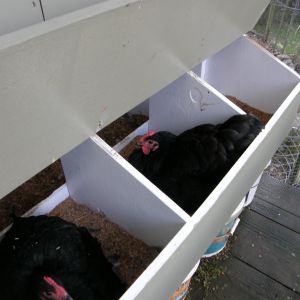 The girls love their nest boxes