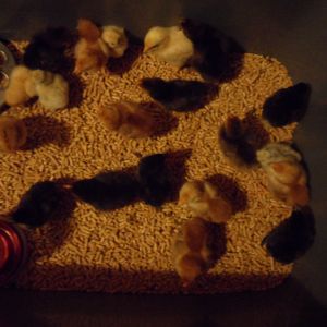 35 eggs went into lockdown and 22 hatched. Sadly 1 died.
1 BCM
3 Araucanas
3 Catdance Silkies
7 RIR
7 Assorted Orpingtons