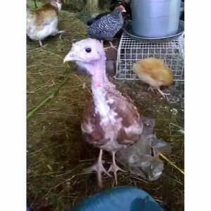 This is Joey, one of my Red Bourbon hens.  She is gorgeous, friendly and curious.  She is named Joey because as a poult she loved nothing more than to ride around in the hood of my coat like a kangaroo.  She still doesn't quite accept that she is too big for this.  She is about 5 months here.