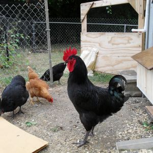 checking out their run area after I installed the new nestboxes