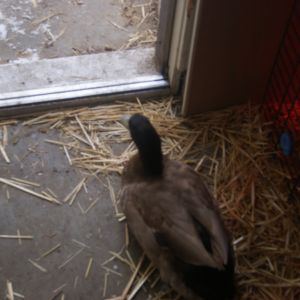 Harrold my guard duck, he attacks women and kids but not men for some reason.. guess he goes back to the trianer :P